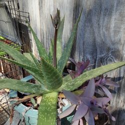 Vintage Flower Pot/ Large Aloe Plant 