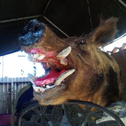 Boar head