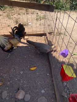Gallos finos de pelea en Tijuana Mexico 🇲🇽