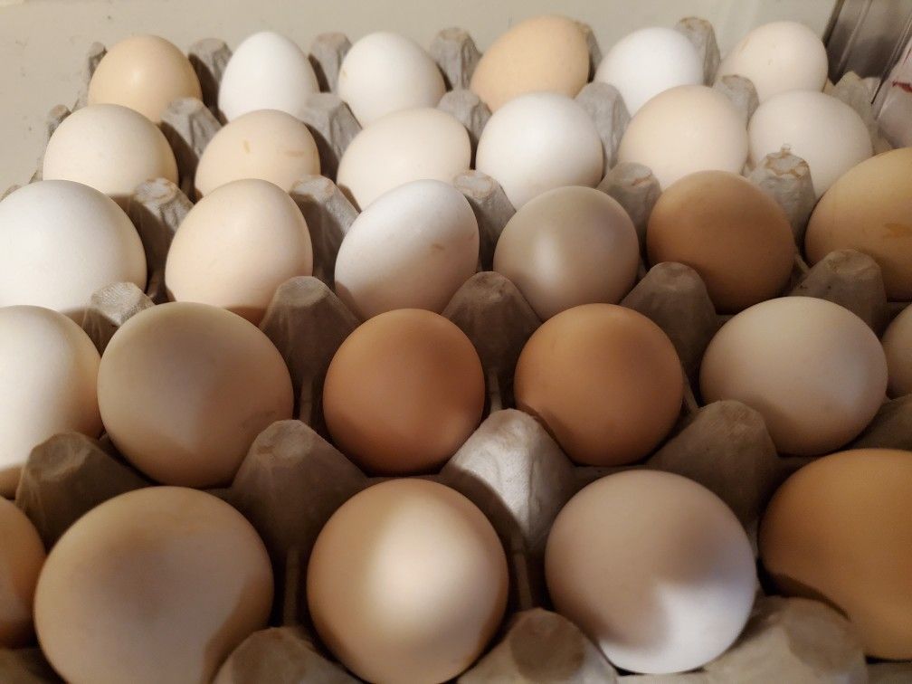 Fresh Organic Chicken Eggs 5.00 A Doz.