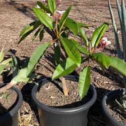 Plumeria Alba