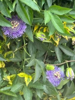 Passion flower plant