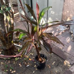 30 In. Hawaian T Plant