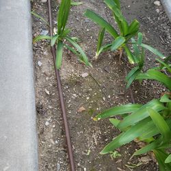 Drip For Plants