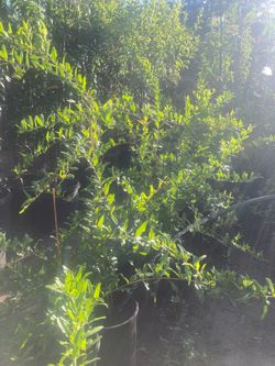 Wonderful Pomogranates