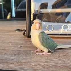 Green Cheek Conure Baby