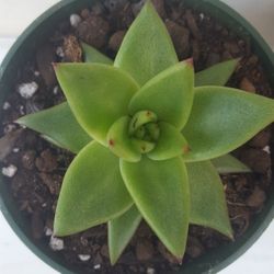 Echeveria Ebony Succulent Plant