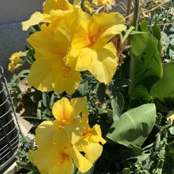 Yellow Flower Plant Awesome Plant For Landscaping 