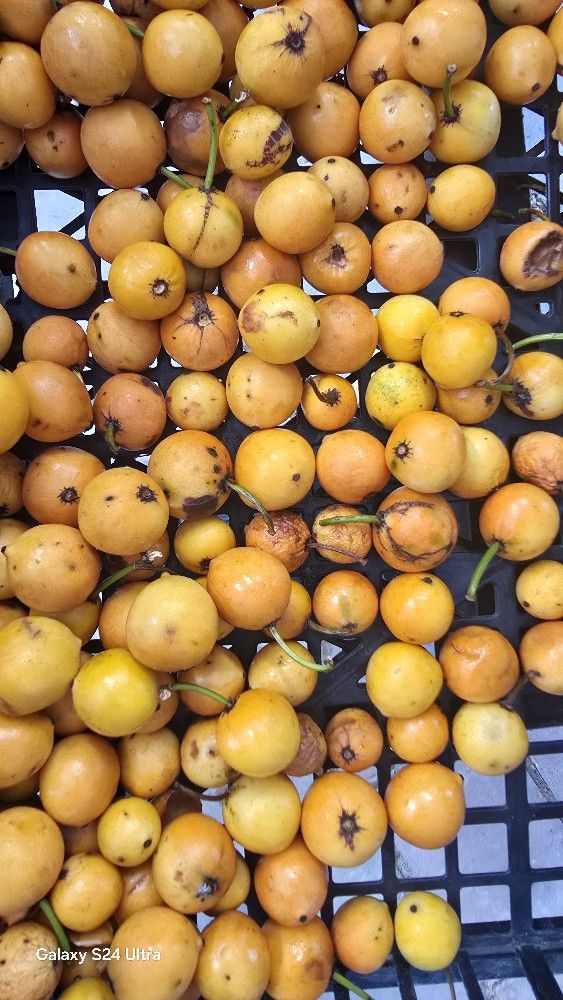 Lemondrop Mangosteen Trees 3gal