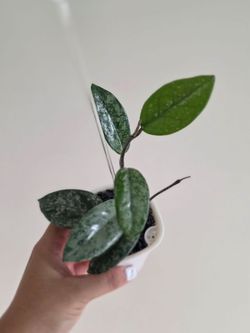 Hoya Wilbur Graves