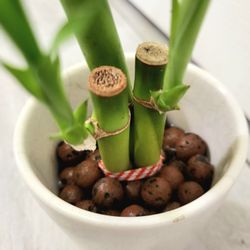 🎋 Live Lucky Bamboo Plant 14" Tall In Ceramic Vase ~ Easy To Care 