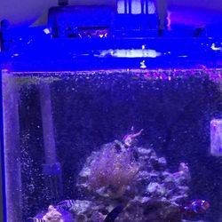 15g Tank And Light 