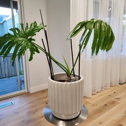 House Plant Philodendron With Pot 15"×14"