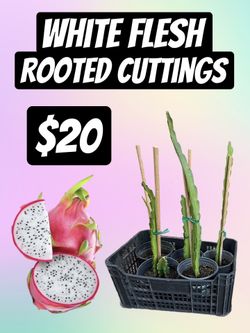 Dragon Fruit Rooted Cuttings Plants Cactus Pitaya Citrus