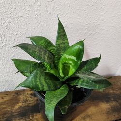 Indoor Plant 