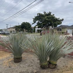 Cactus Succulents Drought Resistant