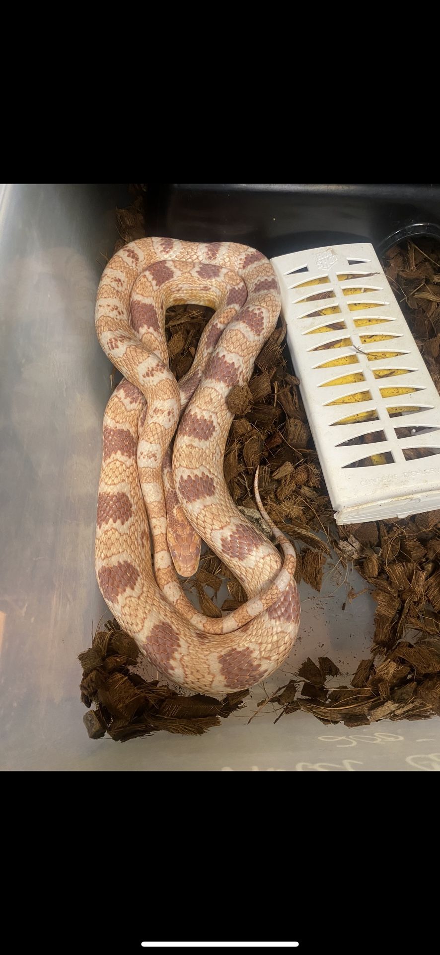 Snake