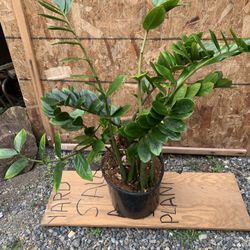 Zz Plant