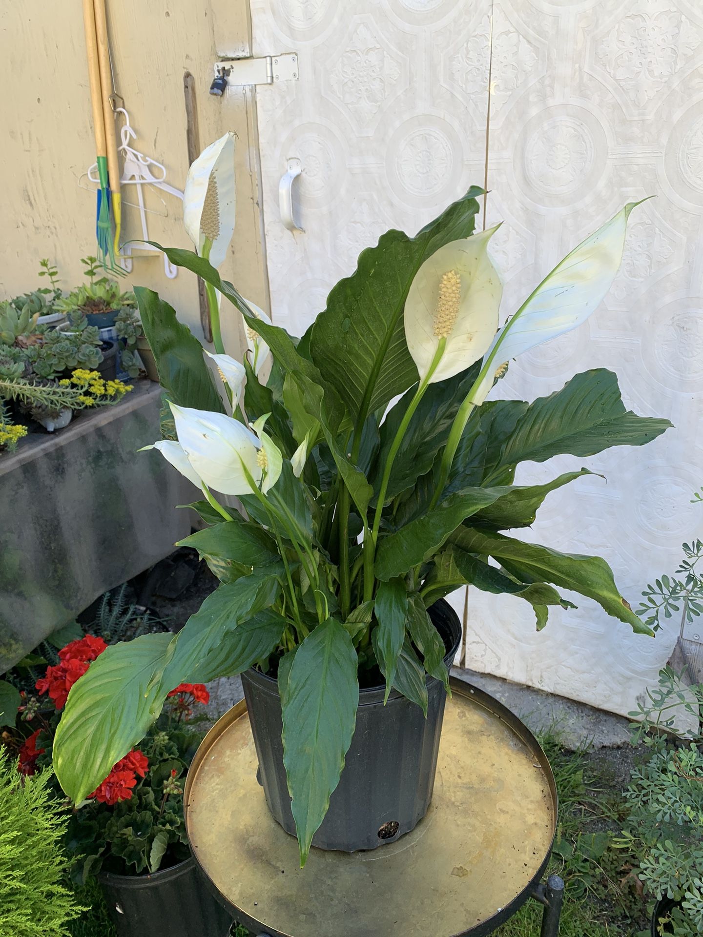 Indoor Plant