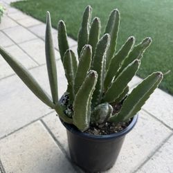 Stapelia Grandiflora 