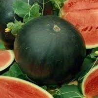 15 Sugar Baby Watermelon Seeds, NON-GMO, Icebox Watermelon, Compact