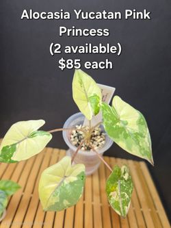 Alocasia Yucatan Pink Princess