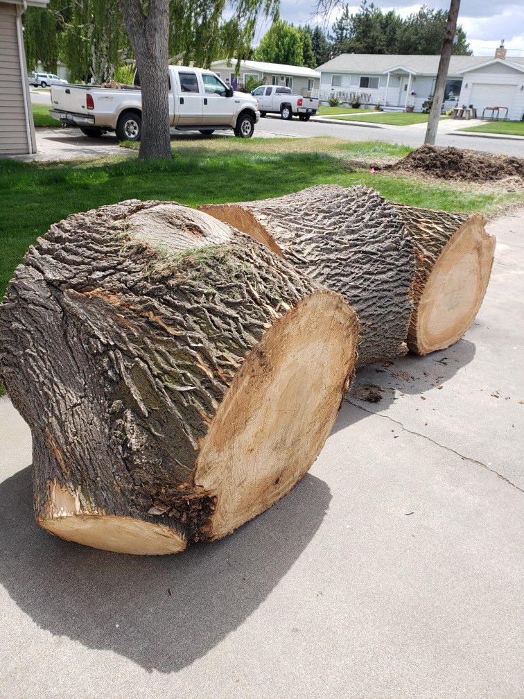 Free Rounds For Wood Carvers, Chainsaw 