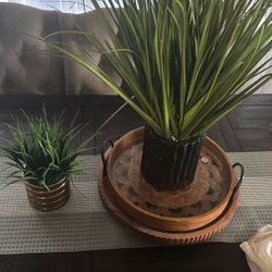 Home Plant Set 