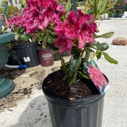 Annual Plant 