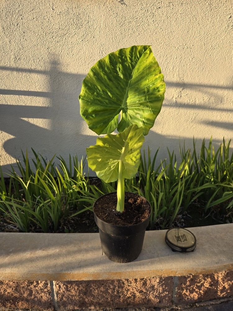 2ft Elephant Plant