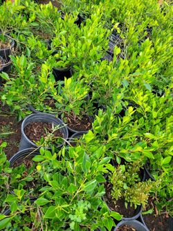 Plants