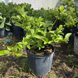 sweet viburnum 3 gallon, 7 gallon, 15 gallon ready to deliver today