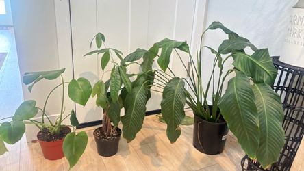 Easy to care cheap houseplant bundle ,