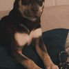 Maximus