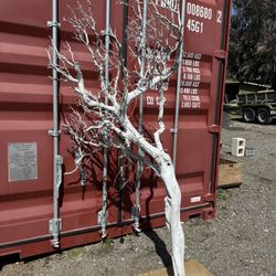 Manzanita Tree 
