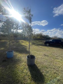 Live Oak Trees 30 Gal