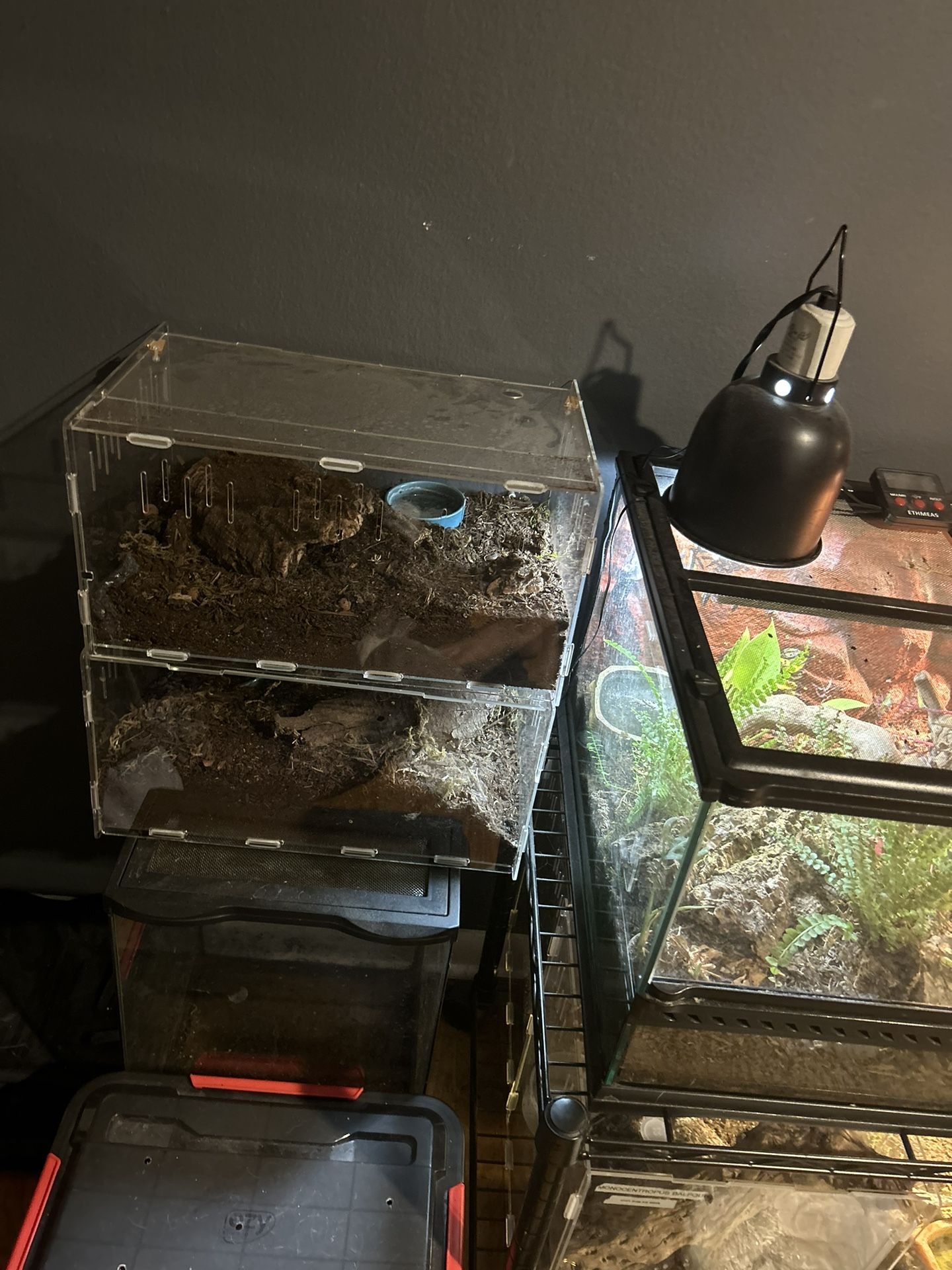 Tarantula Collection
