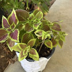 Coleus plant