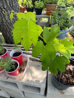 Red Grape Vine Plant
