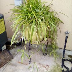 Lg Spider Plant In Nice Pot
