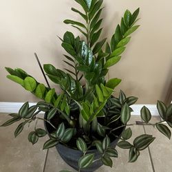 Zz Plant And Tradescantia Zebrina 