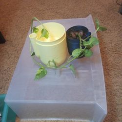 self watering plant pot