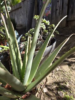 Aloes Plants