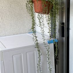 Hanging Dolphin Succulent Plant 🪴🐬🐬