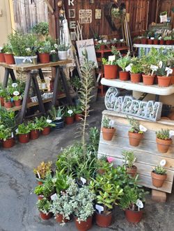 Colorful and healthy variety of succulents at lower than retail prices