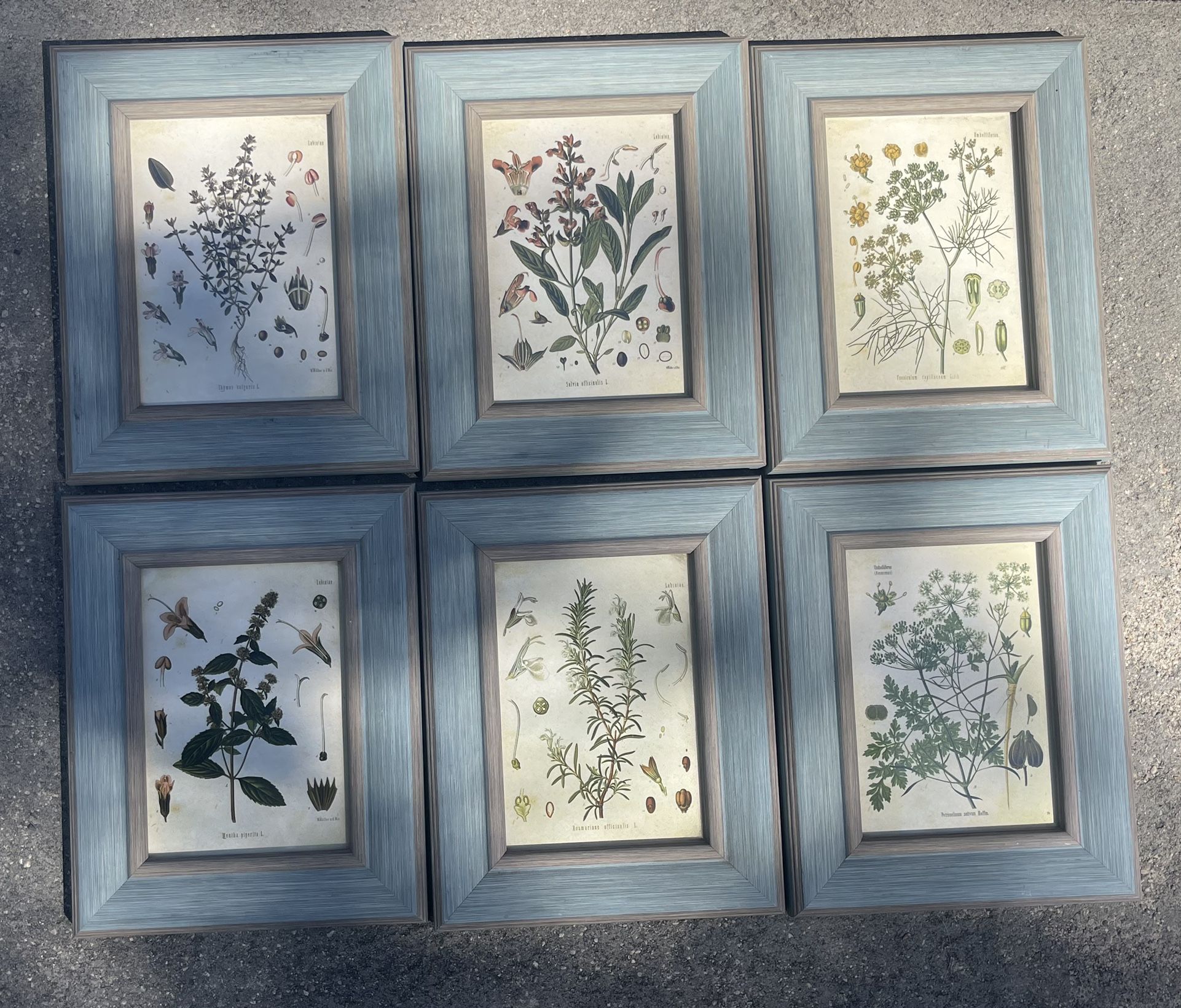 Set Of 6 Framed Botanical Prints