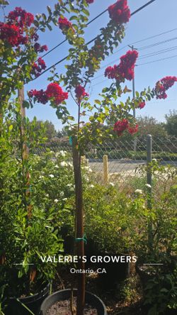 Dynamite" crape myrtle