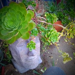 Succulent Planter Creation