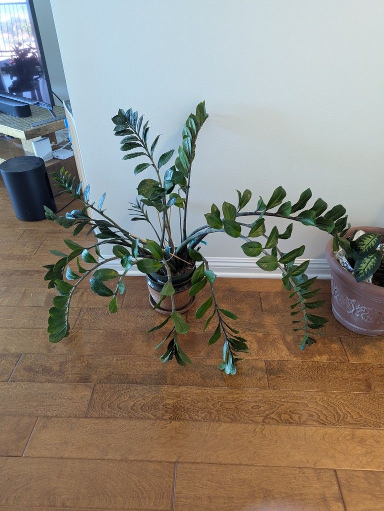 Healthy ZZ Plant