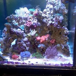 Fish Tank Saltwater Corales Protein Skimmer And Poms